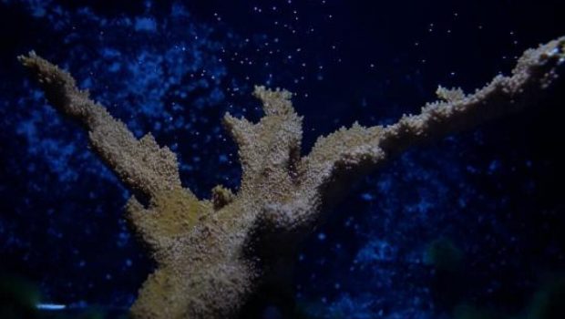 Florida coastline's dwindling coral revitalized by breakthrough technology