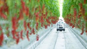 From seeing to smelling - how technology can help growers keep their crops healthy