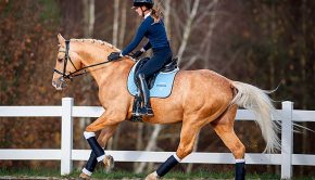 Game Changing Technology for Dressage Horses