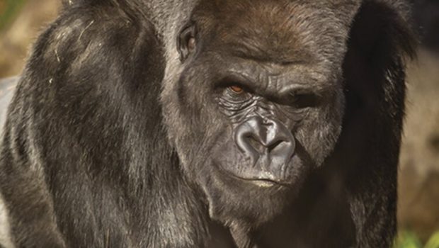 Go Green! Recycle your technology devices to save the gorillas on World Gorilla Day