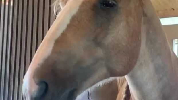Goofy Horse Lip Syncs on Cue as Owner Cracks a Bad Dad Joke