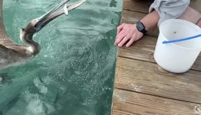 Guy Holding Small Fish in Hand Gets Attacked by Pelican Bird