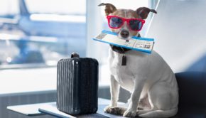 Here's How Much It Costs to Travel With Your Pet