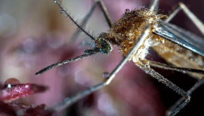 How CRISPR gene editing technology can eliminate disease-spreading mosquitoes