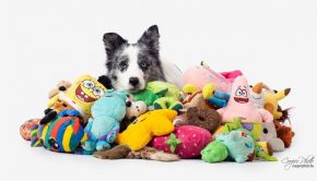 How Do Dogs Imagine Their Toys?