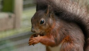 How Huawei's technology aims to help UK's endangered red squirrels