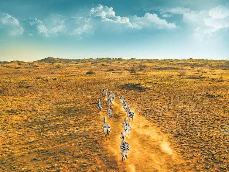 A herd of zebra running together on a dusty landscape.