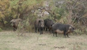 How hunters and trappers are using new tech to keep the feral hog population under control