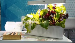 Hydroponics And IOT Technology Together In This Oasis