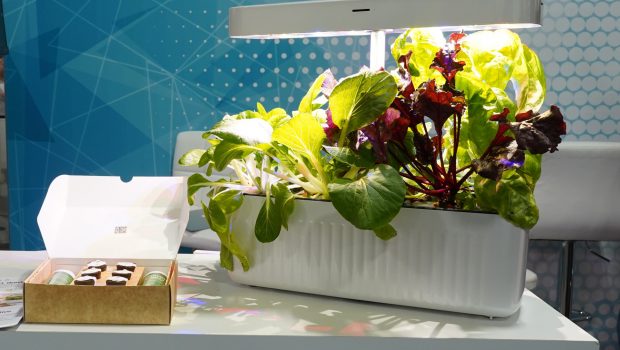 Hydroponics And IOT Technology Together In This Oasis