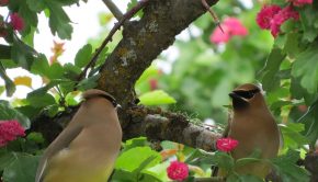 In the Garden with Susan: Technology can play a hand in identifying birds and their songs