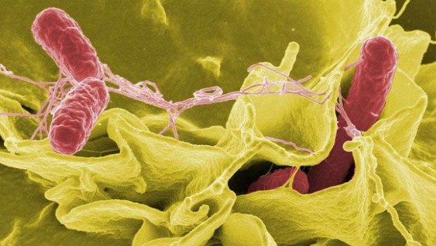 Innovative Technology Improves Detection of High-Risk Salmonella