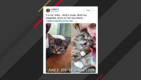 Internet Celebrity Cat Lil Bub Dies