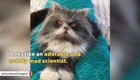 Internet Is In Love With This 'Mad Scientist'