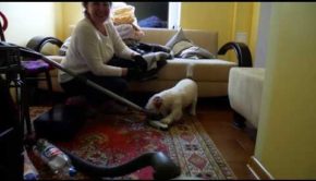 Jack Russell Terrier Tries to Fight off Vacuum Cleaner