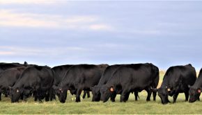 Jorgensen Land & Cattle Announces Investment in Technology Platform