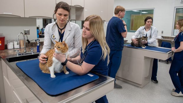Kent Trumbull Veterinary Technology Students Perfect Again - Business Journal Daily