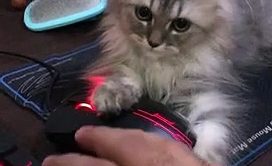 Kitty Claims Computer Mouse