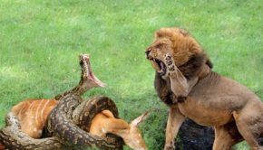 Lion Vs Python Real Fight - Lion Attacked Pythons To Save The Dying Impala