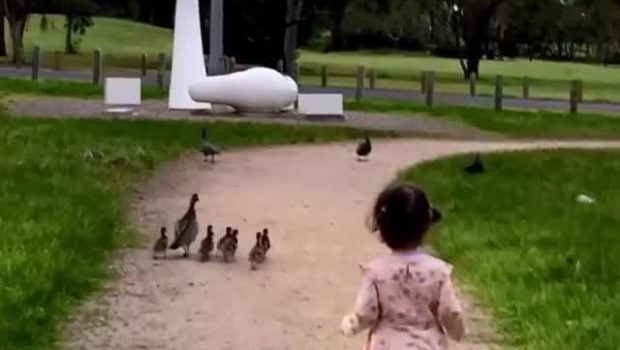 Little Girl Tries Going Near Duck to Play and Gets Attacked