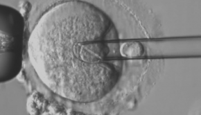 'Maeve's law' would let IVF parents access technology to prevent mitochondrial disease. Here's what the Senate is debating