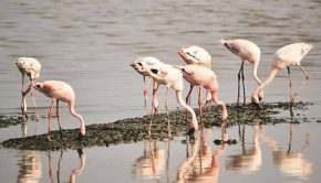 Maharashtra: BNHS set to use cellular technology to study migratory patterns of flamingos, other birds