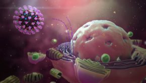 Medical Animation explaining Coronavirus MOA - How Coronavirus attacks a human body (UPDATED)