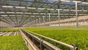 Michigan's largest lettuce farm expands, showcases new technology never touched by humans - WWMT-TV