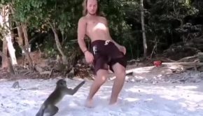 Monkeys Look Displeased at Man Doing Front Flip at Beach