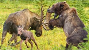 Moose protects her from the Grizzly Bear attack - Bear Hunting Fail