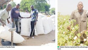 More cotton farmers opt for better technology