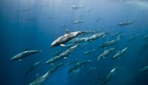 Bottlenose dolphins swim off the shores of the Galápagos Islands, one of the inaugural sites utilizing Global Fishing Watch’s new marine management tool.