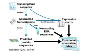 New Workflow for Annotating Gene Function in Insects