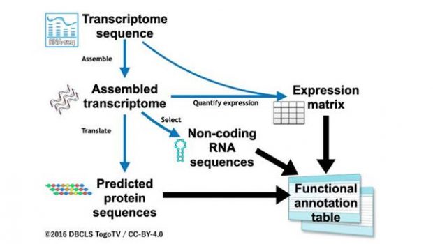 New Workflow for Annotating Gene Function in Insects