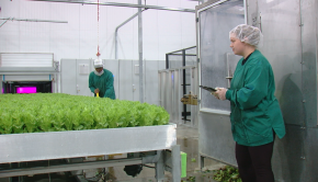 No sun or soil: Local farm uses technology to grow sustainable produce - WKRC TV Cincinnati