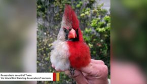 Northern Cardinal With Half Female, Half Male Plumage Becomes Internet Star
