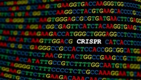 Novel CRISPR-based technology for rapidly screening genes to understand human health and disease