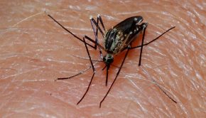 Novel vaccine based on mRNA technology protects against malaria in animal models