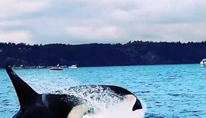 Orca Whale Breaches Near Boat