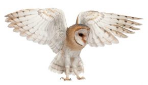 Owl-inspired technology may be key to reducing noise pollution