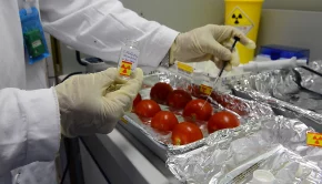A person wearing a white coat and gloves uses a syringe to inject radioactive materials into tomatoes.