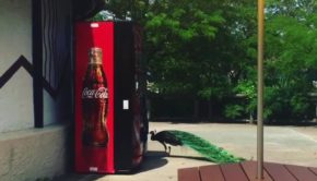 Peacock Confronts Its Harmless Reflection on Vending Machine