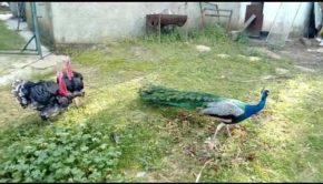 Peacock Tries To Attack Turkeys But Gets Attacked Back