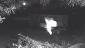 Person Spots Cat Chasing Flying Creatures On Security Camera