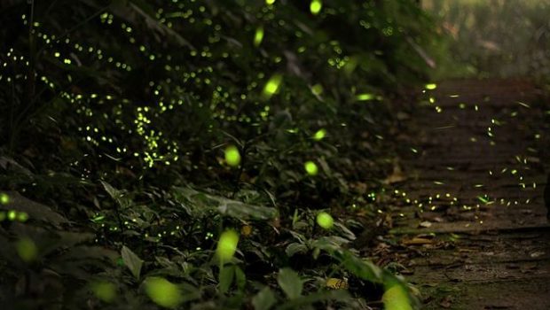 Pesticide Contamination Revealed With Firefly Luminescence