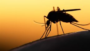 Pitt researchers create new technology to curb infections spread by mosquitoes