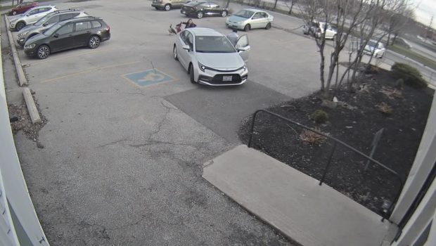 Protective Goose Attacks Girl in Parking Lot While She Tries Entering Her Workplace