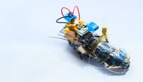 Robotic engineers are creating cyborg cockroaches, roboflys and more