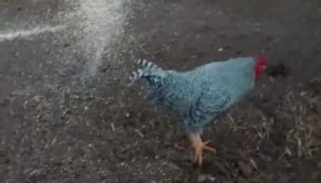 Rooster Blocks and Funnily Attacks Owner Asking for More Grain