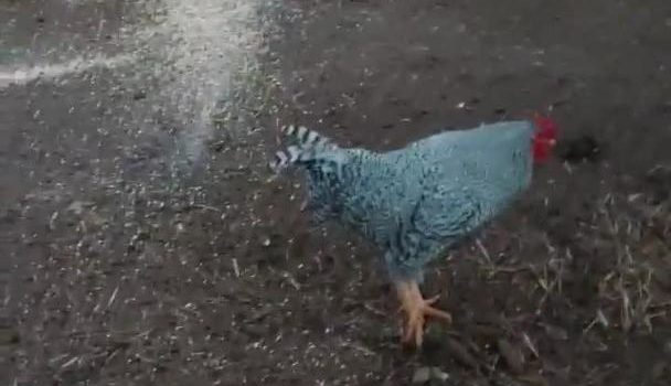 Rooster Blocks and Funnily Attacks Owner Asking for More Grain
